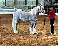 ghra-gypsy-vanner-stallion