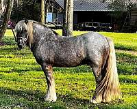 ghra-gypsy-vanner-horse