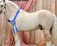 blue-roan-gypsy-vanner-horse