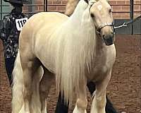 blue-roan-gypsy-vanner