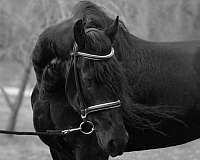 events-friesian-horse