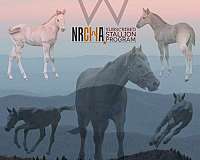 primitive-markings-horse