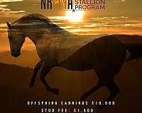 red-dun-primitive-markings-horse