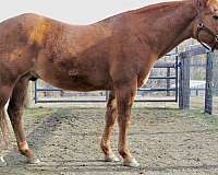 doc-bar-stallion