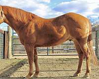 nrcha-horse