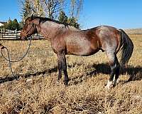 roan-horse-for-sale