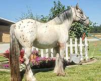 dun-gypsy-vanner-stallion