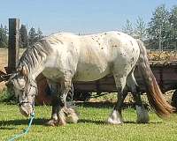 13-hand-gypsy-vanner-stallion