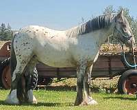 dun-gvhs-horse