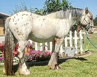 dun-gypsy-vanner-for-sale