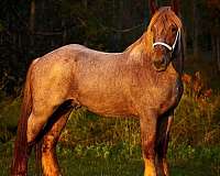 triple-registered-belgian-draft-horse