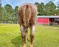 draught-belgian-horse