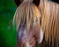 horse-semen-belgian