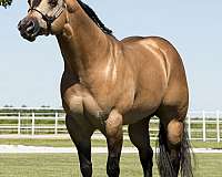 buckskin-aqha-ibha-abra-stallion