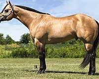 aqha-ibha-abra-stallion