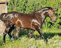 gelding-quarter-horse
