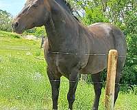 mare-quarter-horse