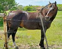 ranch-bred-quarter-horse