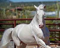 cremello-andalusian-stallion
