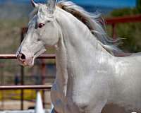cremello-dressage-horse