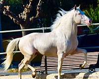 cremello-ancce-stallion