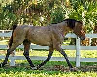 classical-knabstrupper-horse