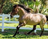 color-producer-knabstrupper-horse