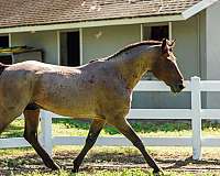 roan-knabstrupper-stallion