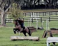knabstrupper-horse