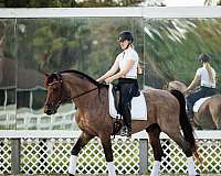 baroque-knabstrupper-horse