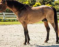 roan-dressage-horse