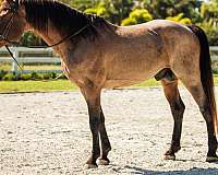 roan-knabstrupper-stallion