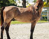 roan-zfpd-stallion