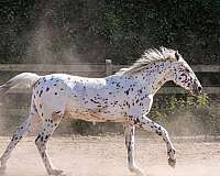 roan-knabstrupper-stallion
