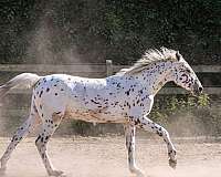 roan-zfpd-stallion