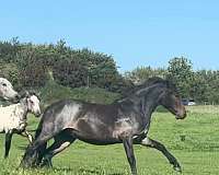 breeding-knabstrupper-horse