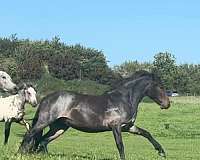 roan-dressage-horse