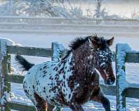 classical-stallion