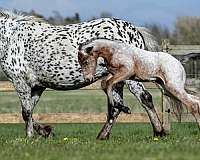 roan-dressage-horse