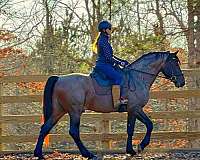 roan-color-producer-horse