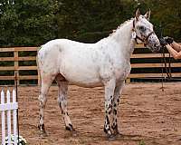 chestnut-knabstrupper-horse