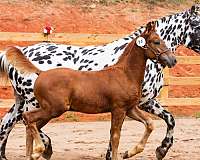bay-knabstrupper-horse