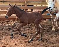 breeding-knabstrupper-horse