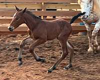 family-horse-knabstrupper