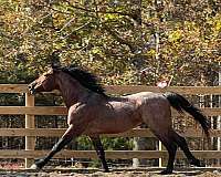 family-knabstrupper-horse