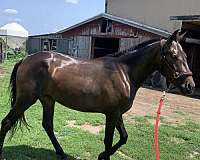14-hand-andalusian-stallion