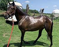 14-hand-andalusian-horse