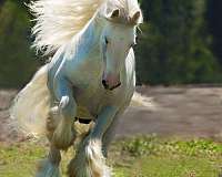 grey-gypsy-vanner-stallion