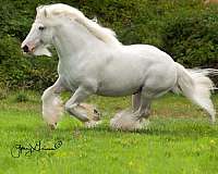 grey-gypsy-vanner-for-sale