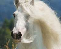 grey-gypsy-vanner-horse